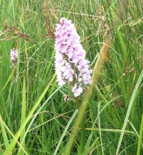 Burren Tours